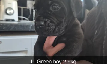 Cane Corso