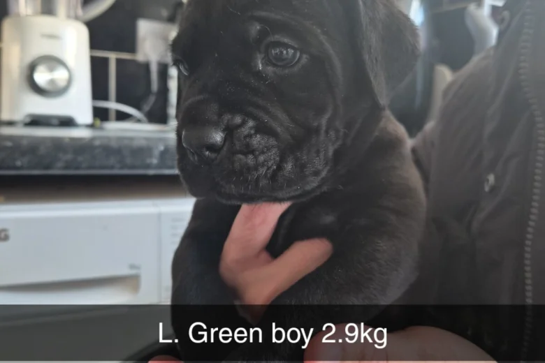 Cane Corso