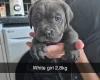 Cane Corso