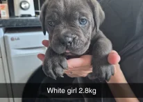 Puppy 7