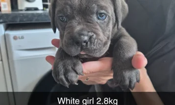 Cane Corso