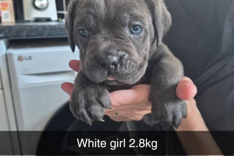 Cane Corso