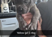 Puppy 6