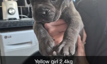 Cane Corso
