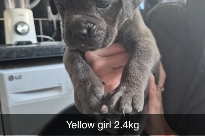 Cane Corso