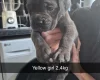 Cane Corso