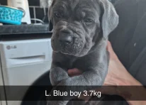 Puppy 10