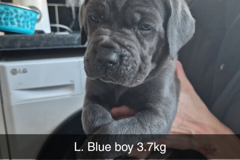 Cane Corso