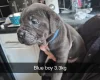 Cane Corso