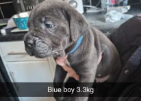 Puppy 3