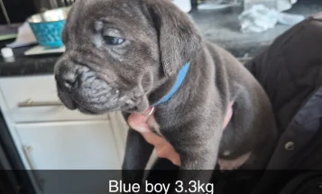Cane Corso