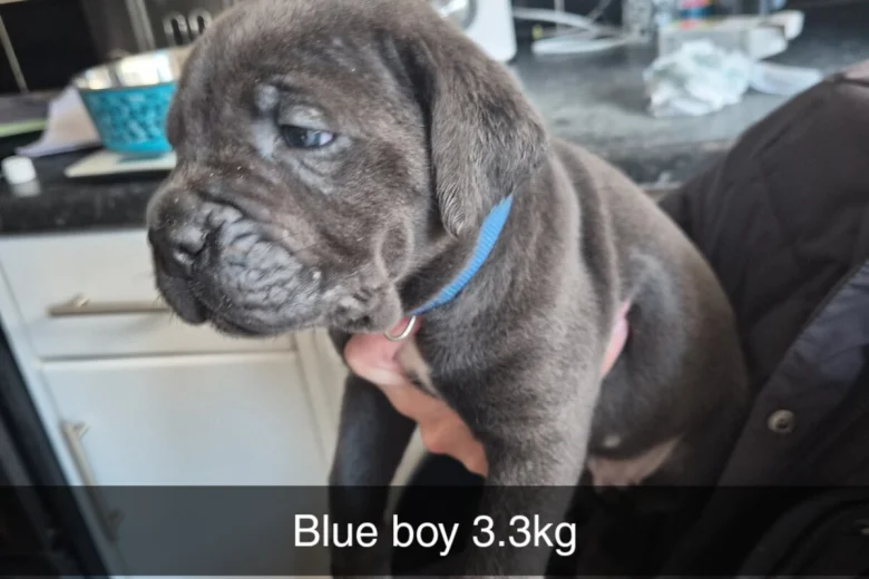 Cane Corso