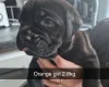 Cane Corso