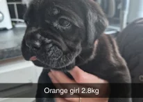 Puppy 4