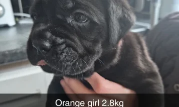Cane Corso