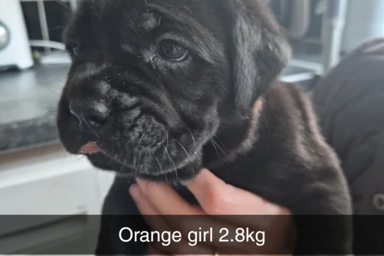 Cane Corso