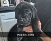 Cane Corso