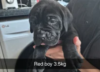 Puppy 8