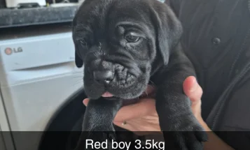 Cane Corso