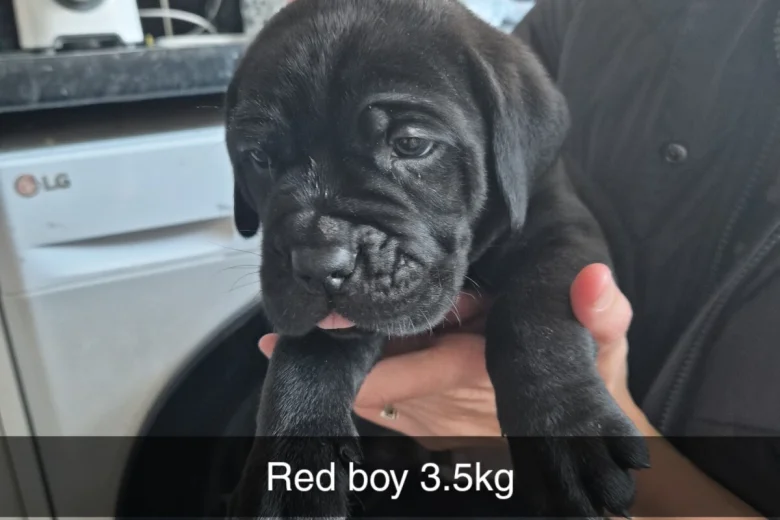 Cane Corso