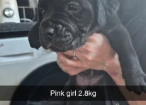Puppy 9