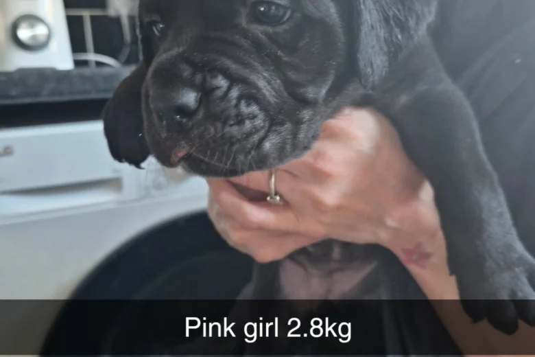 Cane Corso