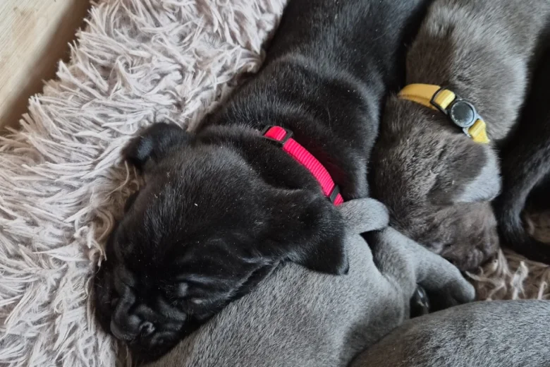 Cane Corso