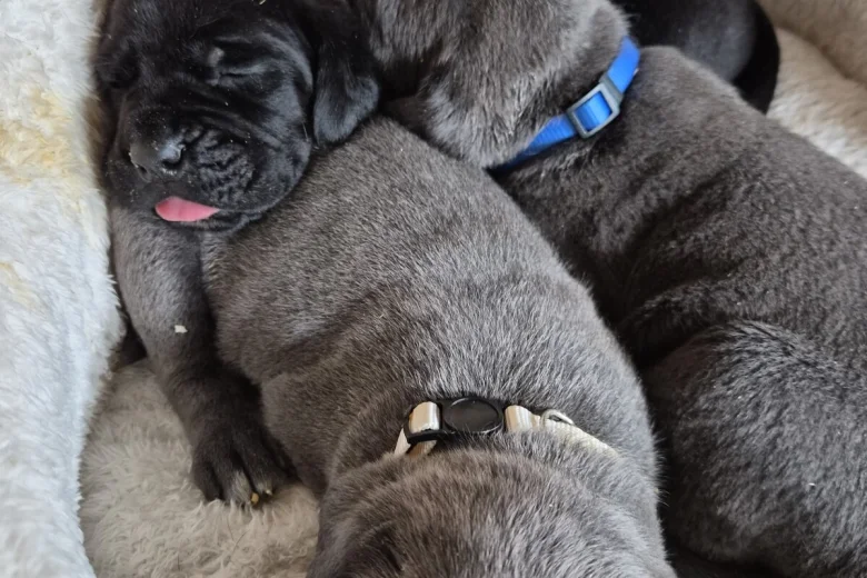Cane Corso
