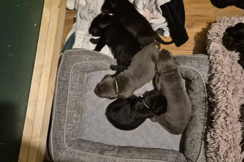 Cane Corso