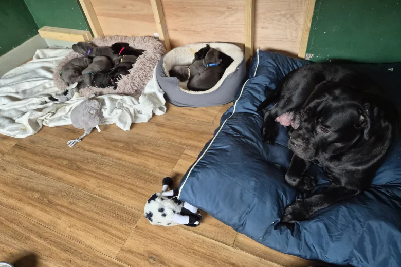 Cane Corso