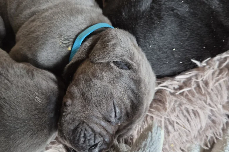 Cane Corso