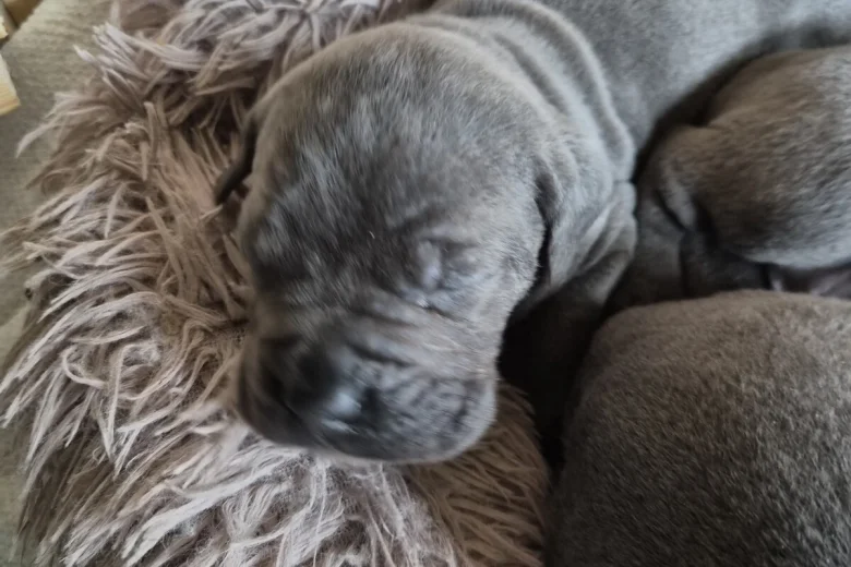 Cane Corso
