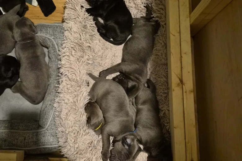 Cane Corso