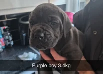 Puppy 1