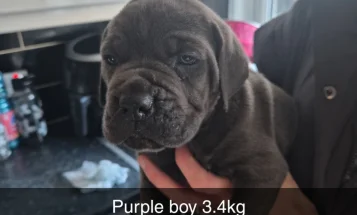 Cane Corso