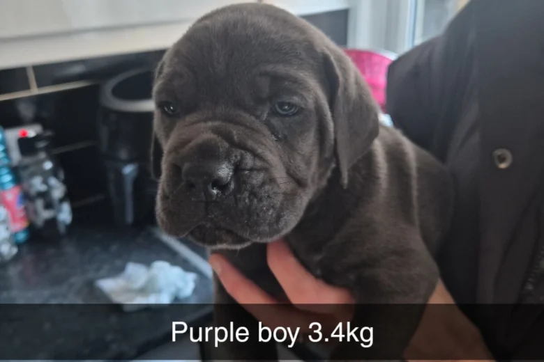 Cane Corso