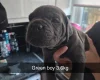 Cane Corso