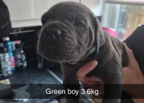 Puppy 2