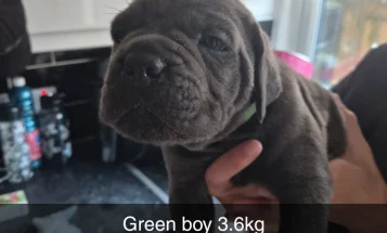 Cane Corso