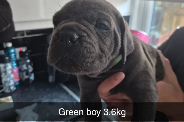 Cane Corso