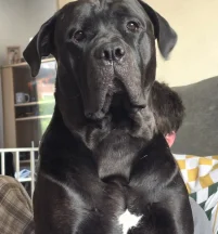 Loki
