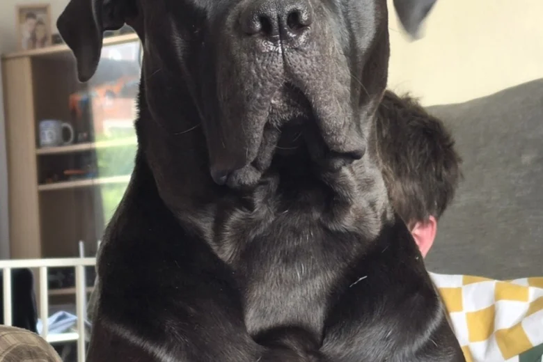 Cane Corso