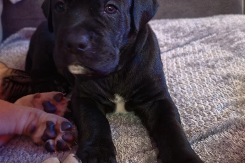 Cane Corso