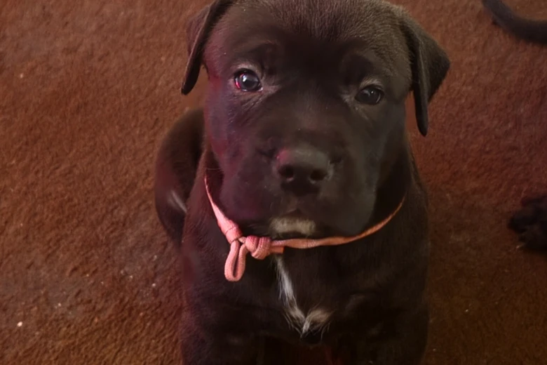 Cane Corso