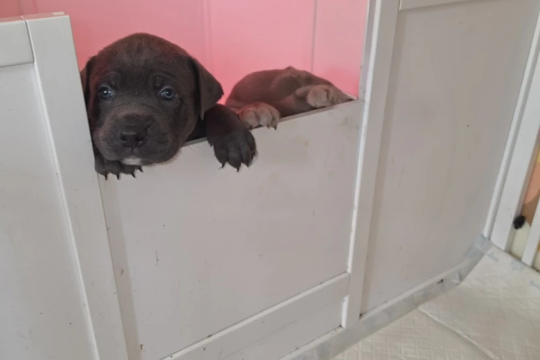 Cane Corso