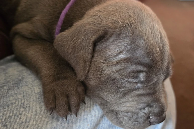 Cane Corso