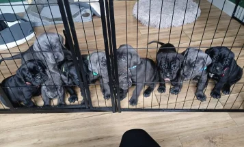 Cane Corso