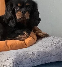 Totsie