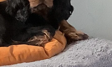 Cavalier King Charles Spaniel