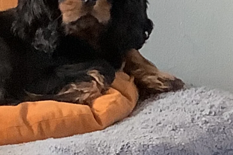 Cavalier King Charles Spaniel